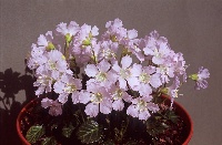 Shortia uniflora kantoensis
